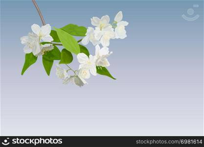 Beautiful spring blossoming tree branch with white flowers. Apple tree. Amazing elegant artistic image nature. Floral realistic elements for postcards invitations decoration design, perfume cosmetics. Beautiful spring blossoming tree branch of flowering apple tree. macro. Amazing elegant artistic image nature in spring
