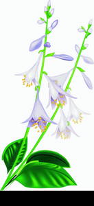 Beautiful vector flower host with leaves for design