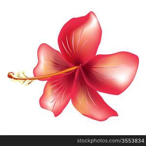Beautiful vector hibiscus for design