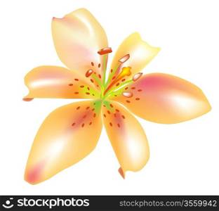 Beautiful vector lily for design