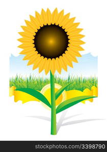 Beautiful vector sunflower background