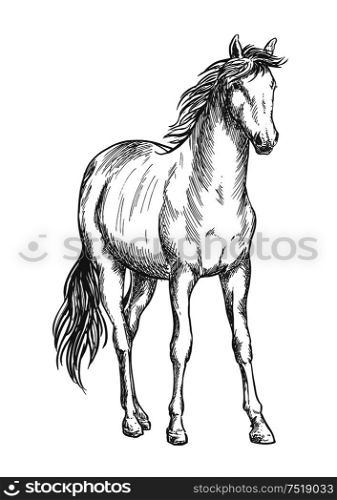 Beautiful white horse standing. Pencil sketch portrait of stallion with wavy mane, tail, hoofs. Satnding white horse sketch portrait