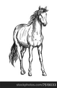 Beautiful white horse standing. Pencil sketch portrait of stallion with wavy mane, tail, hoofs. Satnding white horse sketch portrait