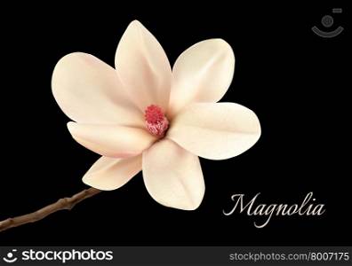 Beautiful white magnolia flower isolated on a black background. Vector.