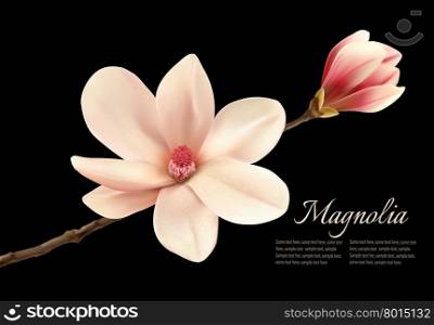Beautiful white magnolia flower isolated on a black background. Vector.