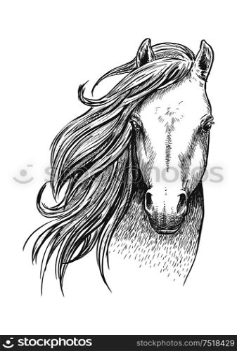Beautiful wild horse sketch icon. Head and shoulders portrait of mustang mare for equestrian sport theme or t-shirt print design. Sketch of wild mustang horse for equine design