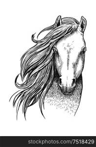 Beautiful wild horse sketch icon. Head and shoulders portrait of mustang mare for equestrian sport theme or t-shirt print design. Sketch of wild mustang horse for equine design
