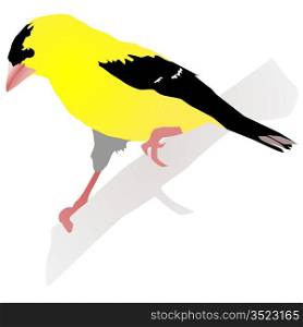 Beautiful yellow bird. Vector