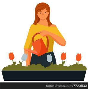 Beautiful young woman watering houseplants. Caring for indoor flowers vector illustration. Girl with a watering can in her hands looks at tulips in a pot. Female character isolated on white background. Beautiful young woman watering houseplants. Caring for indoor flowers vector illustration