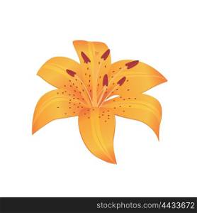 Beauty flower design flat style isolated. Blooming orange flower with big beautiful petals, summer or spring nature floral plant and graphic blossom exotic natural flora, vector illustration