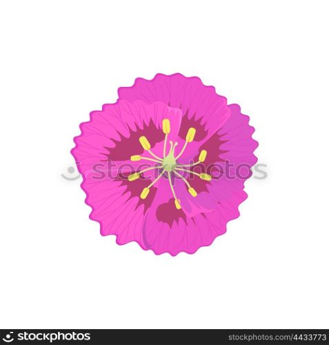 Beauty flower design flat style isolated. Blooming pink flower with big beautiful petals, summer or spring nature floral plant and graphic blossom exotic natural flora, vector illustration