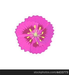Beauty flower design flat style isolated. Blooming pink flower with big beautiful petals, summer or spring nature floral plant and graphic blossom exotic natural flora, vector illustration
