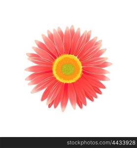 Beauty flower design flat style isolated. Blooming red flower with big beautiful petals, summer or spring nature floral plant and graphic blossom exotic natural flora, vector illustration