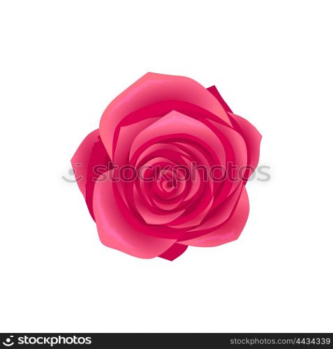 Beauty flower design flat style isolated. Blooming red rose flower with big beautiful petals, summer or spring nature floral plant and graphic blossom exotic natural flora, vector illustration