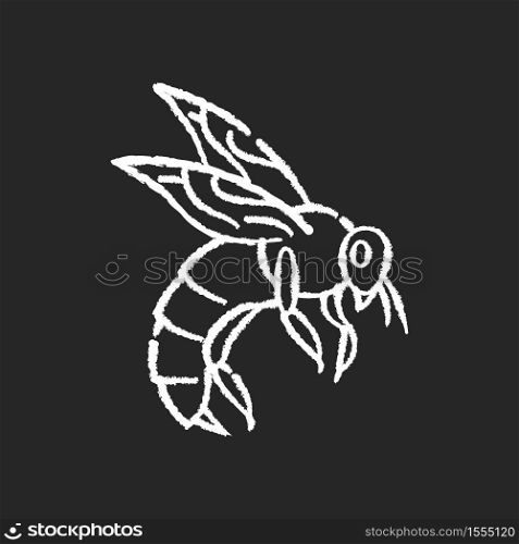 Bee chalk white icon on black background. Small flying insect with sting. Beekeeping, apiculture. Honeybee, flower pollinating bug. Wasp, hornet, bumblebee isolated vector chalkboard illustration. Bee chalk white icon on black background