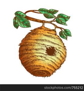 Bee Hive House Of Wild Insect On Branch Vector. Engraved Organic Nature Wax Bee Home Beehive With Circular Entrance For Flying Animal Colony On Leaves Tree. Color Illustration. Color Bee Hive House Of Wild Insect On Branch Vector