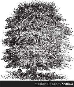 Beech tree vintage engraving. Old engraved illustration of beech tree on white.