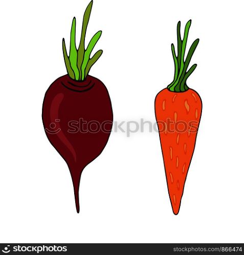 Beet and carrot vector icons. Seeds packaging design. Vegetables sticker. Ingredients for recipe book. Beet and carrot vector icons. Seeds packaging design. Vegetables sticker. Ingredients for recipe book.