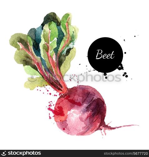 Beet. Hand drawn watercolor painting on white background. Vector illustration