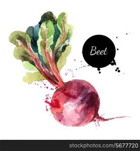 Beet. Hand drawn watercolor painting on white background. Vector illustration