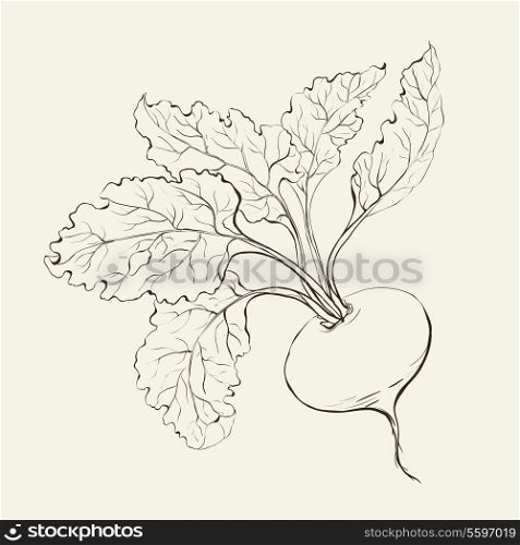 Beet root isolated on white. Vector illustration.