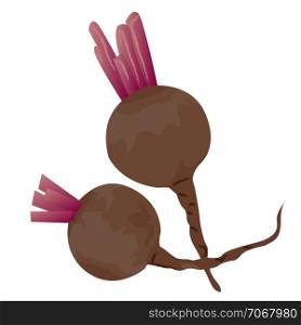 Beet roots vector illustration on a white background