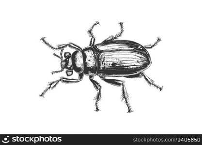 Beetle insect hand drawn engraving sketch. Vector illustration design.
