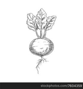 Beetroot food ingredient isolated sketch. Vector vegetable, whole monochrome beet root. Whole beet root isolated monochrome sketch icon