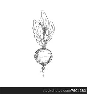 Beetroot food ingredient isolated sketch. Vector vegetable, whole monochrome beet root. Whole beet root isolated monochrome sketch icon