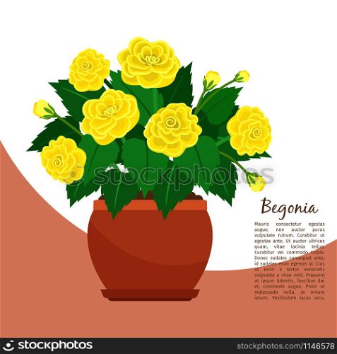 Begonia indoor plant in pot banner template, vector illustration. Begonia indoor plant in pot banner