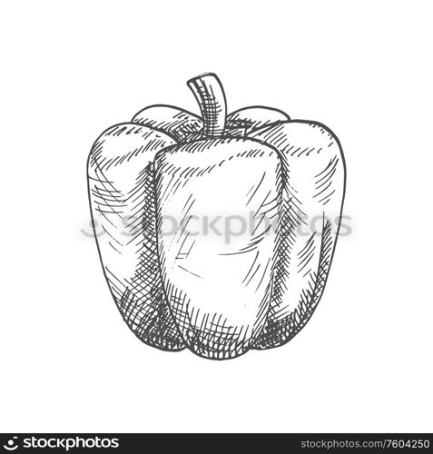 Bell or sweet pepper capsicum vector isolated sketch. Bulgarian bell pepper, hand drawn vegetable. Bulgarian sweet bell pepper vegetable sketch