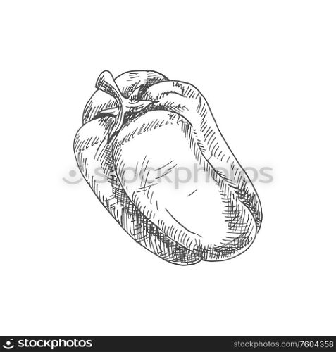 Bell or sweet pepper capsicum vector isolated sketch. Bulgarian bell pepper, hand drawn vegetable. Bulgarian sweet bell pepper vegetable sketch
