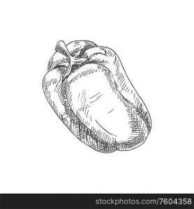 Bell or sweet pepper capsicum vector isolated sketch. Bulgarian bell pepper, hand drawn vegetable. Bulgarian sweet bell pepper vegetable sketch