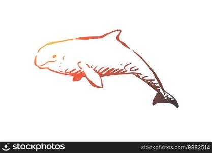 Beluga, sea, water, wildlife, hausen concept. Hand drawn beluga swimming in the ocean concept sketch. Isolated vector illustration.. Beluga, sea, water, wildlife, hausen concept. Hand drawn isolated vector.