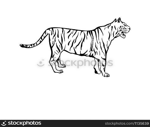 Bengal tiger hand drawn vector illustration. Black and white wild cat outline drawing. Monocolor tattoo design. Tropical jungle fauna, dangerous exotic predator isolated on white background. Tiger antistress coloring book illustration