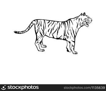 Bengal tiger hand drawn vector illustration. Black and white wild cat outline drawing. Monocolor tattoo design. Tropical jungle fauna, dangerous exotic predator isolated on white background. Tiger antistress coloring book illustration