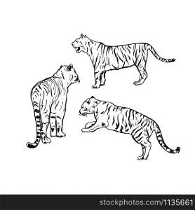 Bengal tiger hand drawn vector illustrations set. Black and white wild cat outline drawing. Monocolor tattoo design. Tropical jungle fauna, dangerous exotic predator isolated on white background. Tiger antistress coloring book illustration