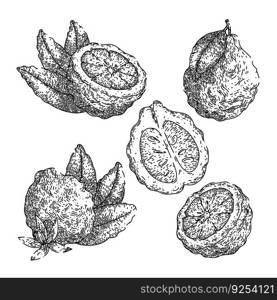 bergamot fruit natural set hand drawn. citrus healthy, ingredient organic, food leaf, tropical aroma, fresh herb bergamot fruit natural vector sketch. isolated black illustration. bergamot fruit natural set sketch hand drawn vector