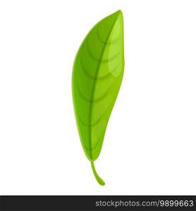 Bergamot long leaf icon. Cartoon of bergamot long leaf vector icon for web design isolated on white background. Bergamot long leaf icon, cartoon style