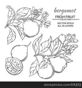 bergamot vector set. bergamot branches vector set on white background
