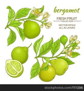 bergamot vector set. bergamot branches vector set on white background