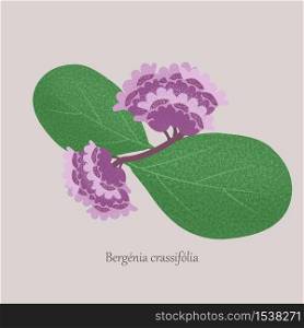 Bergenia crassifolia plant with purple flowers and green leaves. Mongolian tea on a gray background.. Bergenia crassifolia plant with purple flowers and green leaves.
