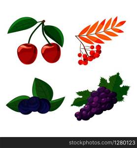 Berries icon set. Cartoon set of berries vector icons for web design isolated on white background. Berries icon set, cartoon style