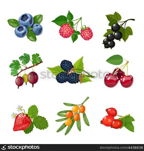 Berries Of Trees And Shrubs Set . Berries of trees and shrubs set with green leaves isolated vector illustration