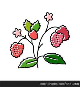 berries plant raspberry fruit color icon vector. berries plant raspberry fruit sign. isolated symbol illustration. berries plant raspberry fruit color icon vector illustration