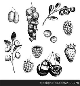 Berries set. Currant, strawberry, blueberry, cloudberry, blackberries, cherries. Sketch vector illustration.. Berry set.