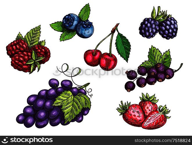 Berries set. Hand drawn color pencil sketch. Vector Strawberry, Blackberry, Blueberry, Cherry, Raspberry, Black currant, Grape berries with leaves. Berries fruits set, color sketches