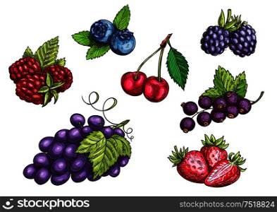 Berries set. Hand drawn color pencil sketch. Vector Strawberry, Blackberry, Blueberry, Cherry, Raspberry, Black currant, Grape berries with leaves. Berries fruits set, color sketches