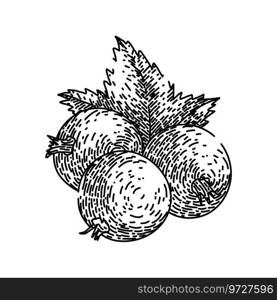 berry black currant hand drawn. fruit ripe, sweet food, leaf group berry black currant vector sketch. isolated black illustration. berry black currant sketch hand drawn vector