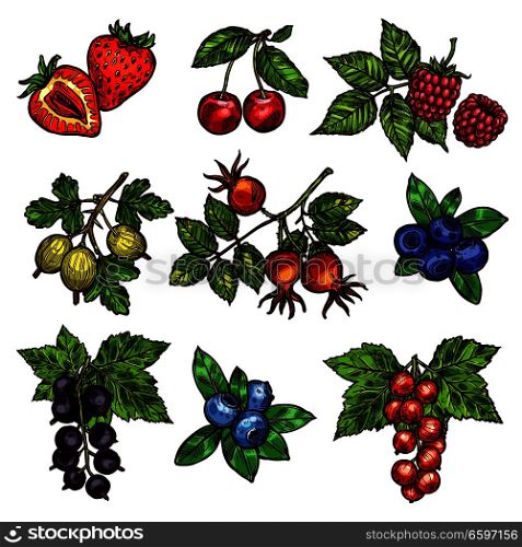 Berry branches sketch of fresh garden fruits. Strawberry, cherry and blueberry, raspberry, gooseberry and briar, red and black currant with green leaf icons for vitamin food and natural juice design. Fresh garden and wild berry fruits